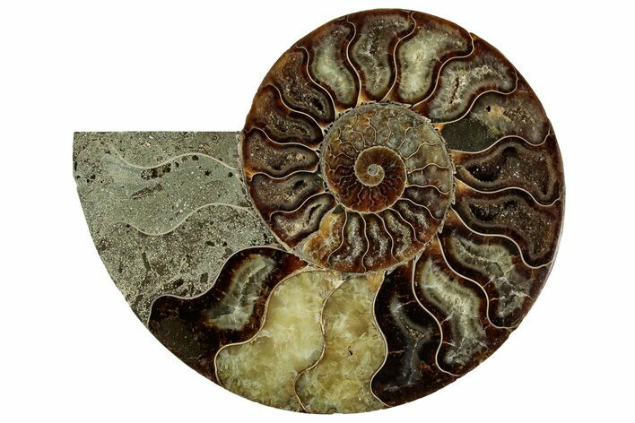 Cut & Polished Ammonite Fossil (Half) - Madagascar #329190